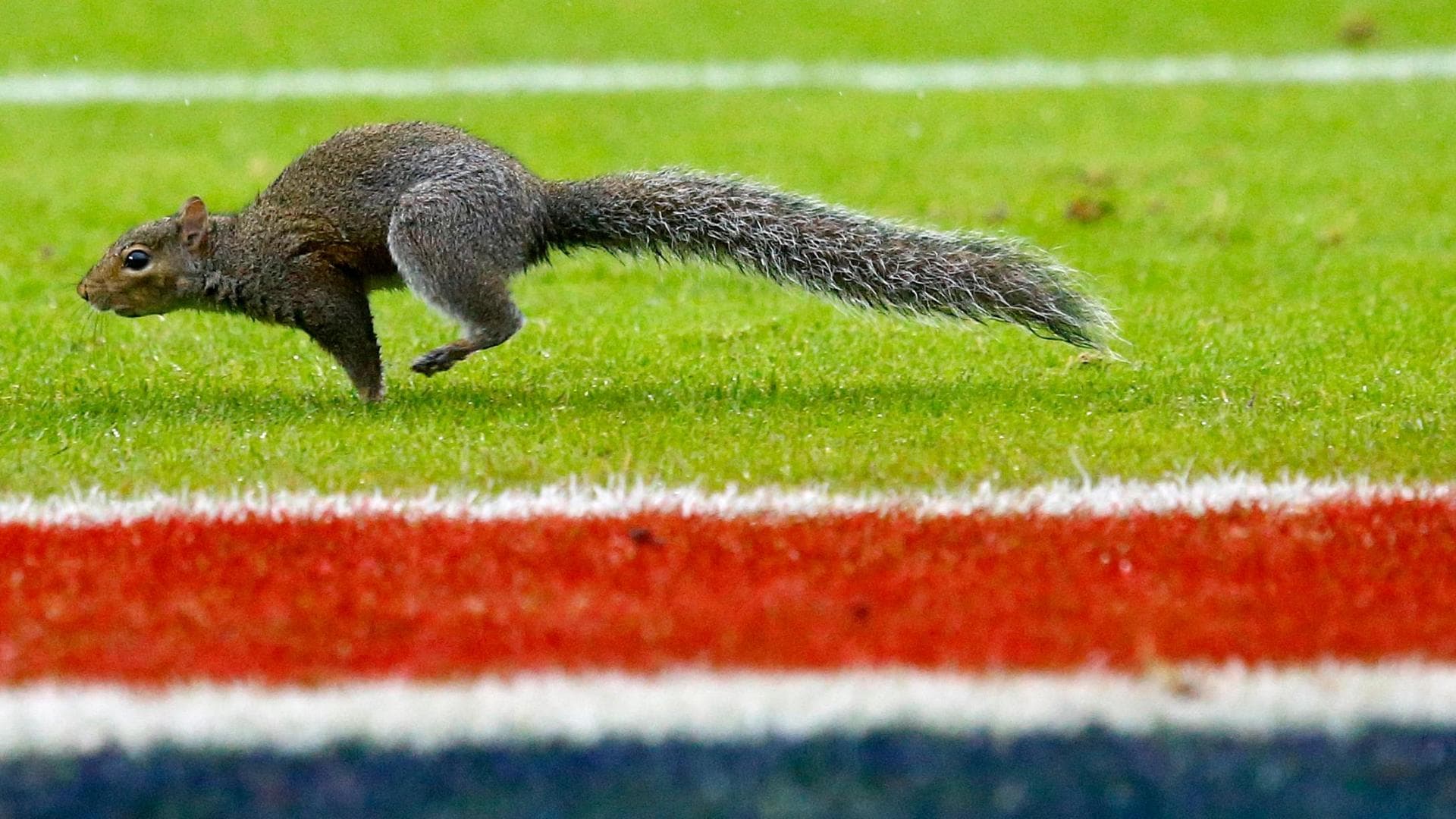 Viral Video Captures Squirrel Plunge Onto Car — Survives Uninjured