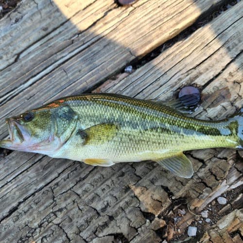 Alamo Lake State Park remains vital for La Paz County recreation