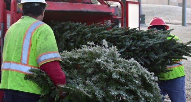 Local Options Expand for Recycling Christmas Trees in Lane County