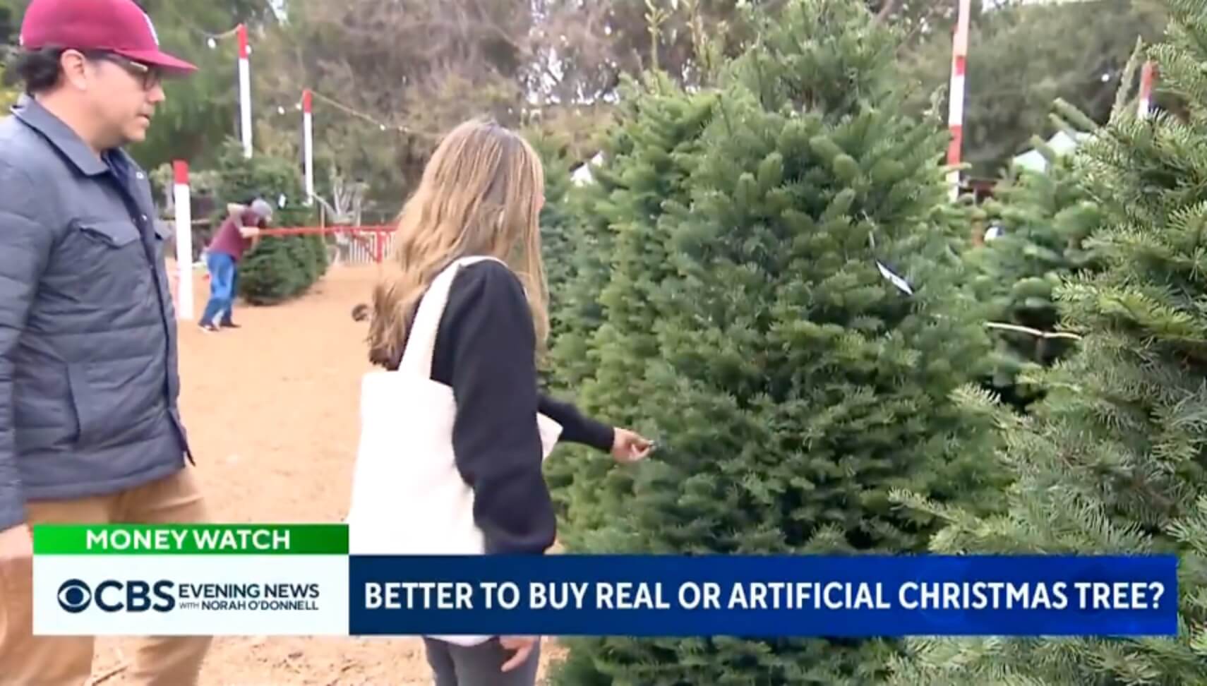 How to Choose a Real Christmas Tree This Holiday Season