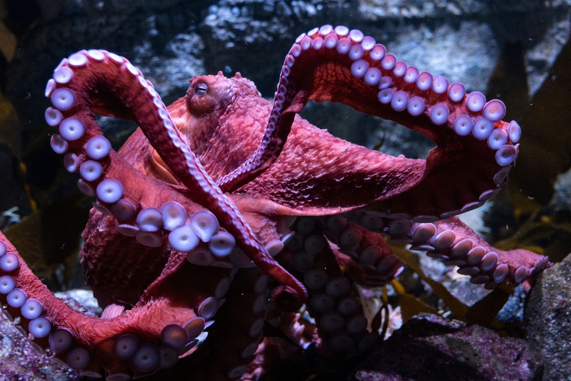 Beloved California Octopus Ghost Nears End While Guarding Eggs
