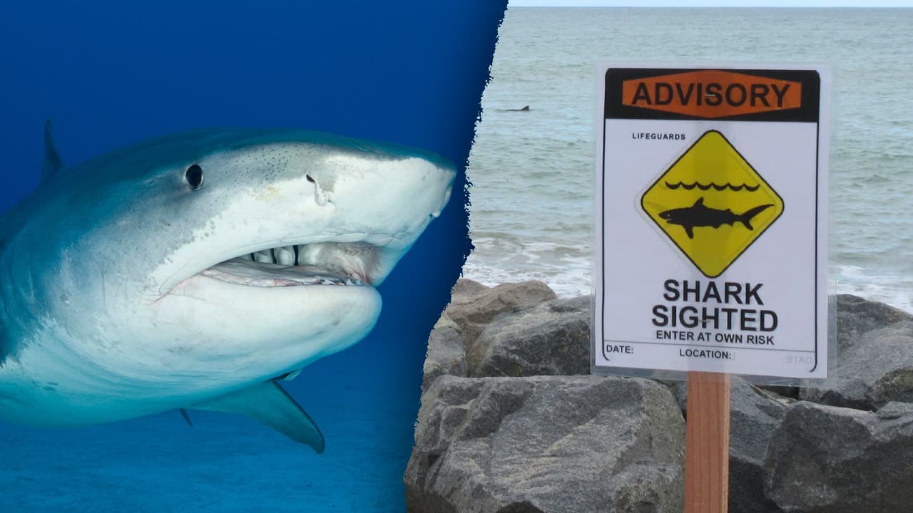 Tiger Shark Sighting Prompts No-Swim Advisory at Hanalei Bay