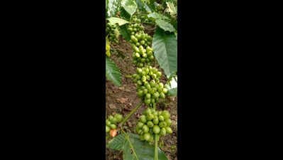 India Commissions Six Market Studies to Boost Coffee Exports