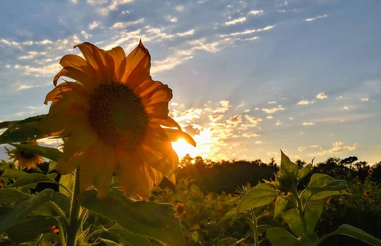 Holiday Lights and Family Rides Bring Hernando County Together