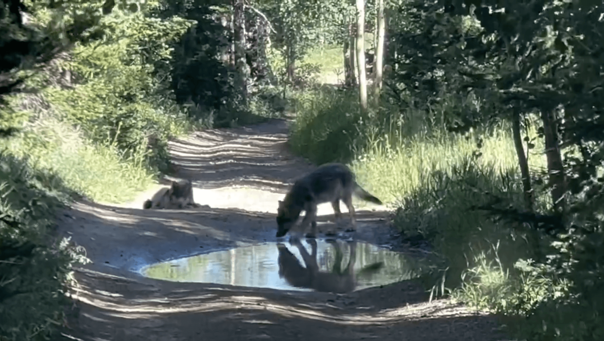 Wolf Returned to Colorado Under MOU Raises Policy Questions