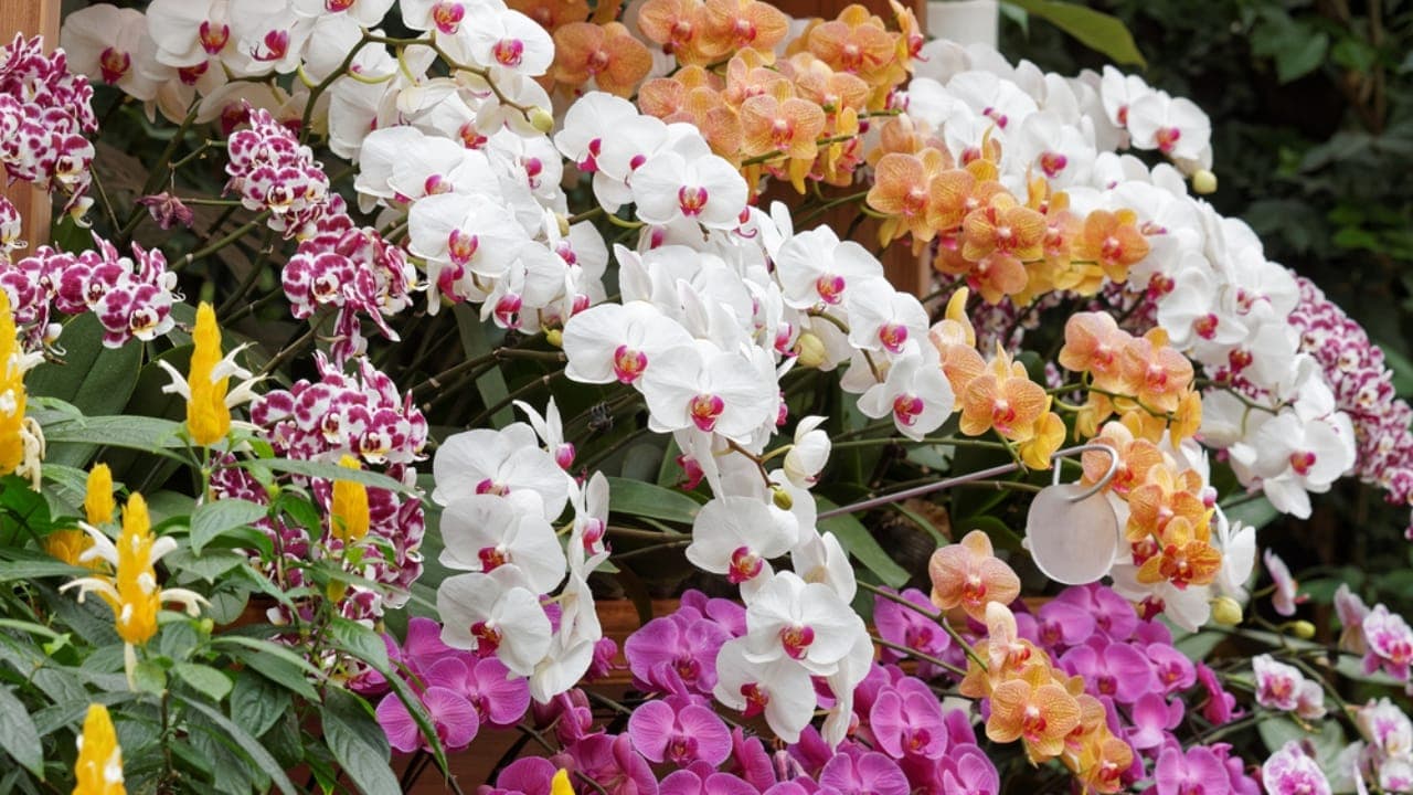 Planting Elegance: How Long‑Lasting Orchids Transform Home Gardens