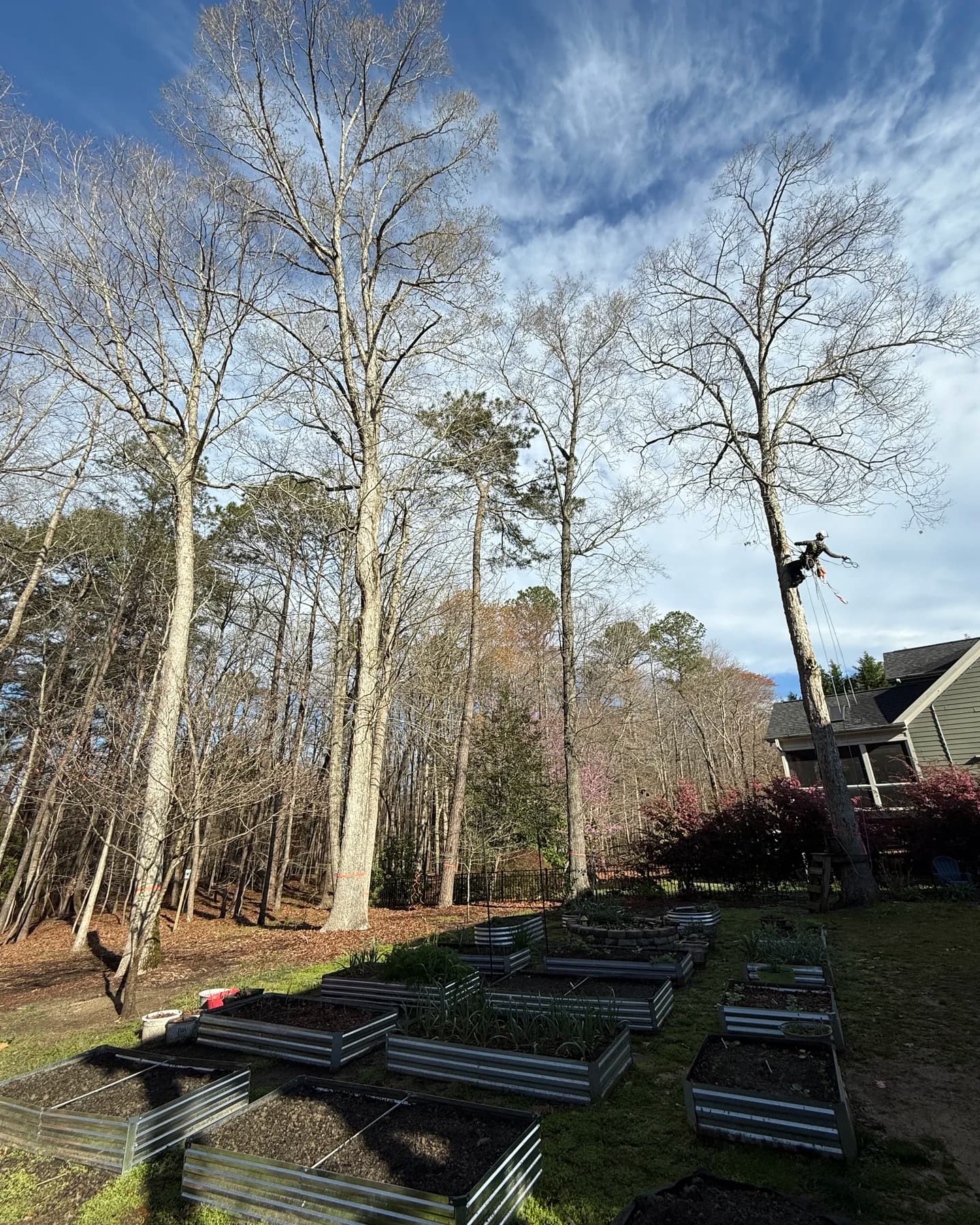 Wake Forest Power Closes West Oak Avenue for Tree Trimming