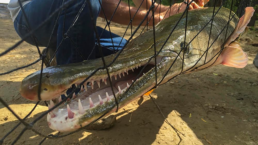 State Opens 200 Alligator Gar Trophy Tags, Anglers Must Apply by Year End
