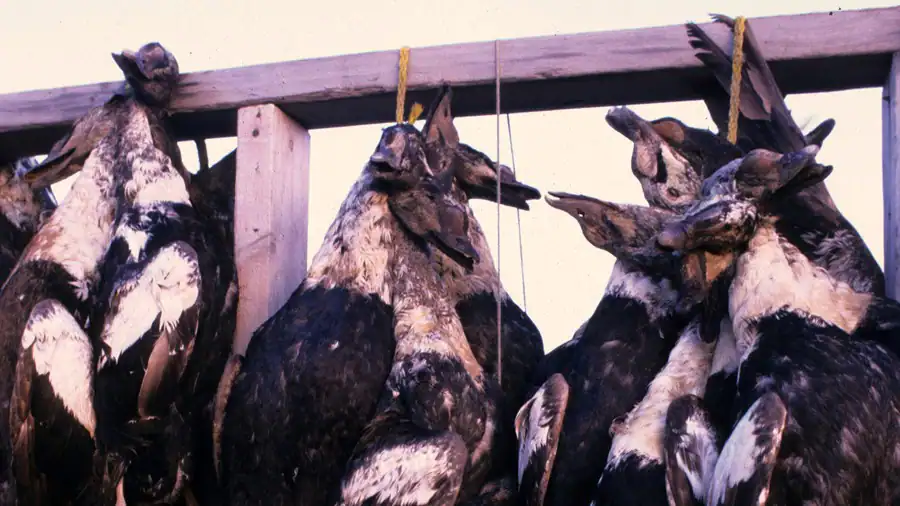 AFN and Denali Commission Launch ARTIC Project to Gather Input