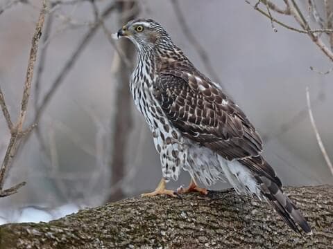 Juvenile Goshawk Spotted Feeding in Downtown Jamestown, Fall Colors Linger
