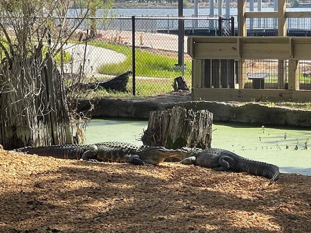 Cypress Pond Refuge Enforces Seasonal Closures; Wildlife Viewing Highlighted