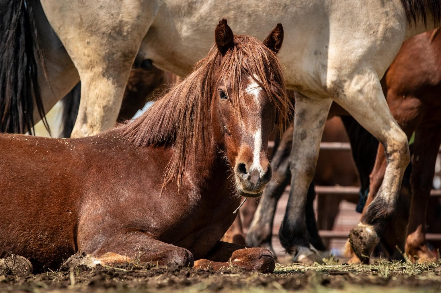 Seasonal Closures, Wild‑Horse Viewing, and Winter Delays Affect Dolores County Outings