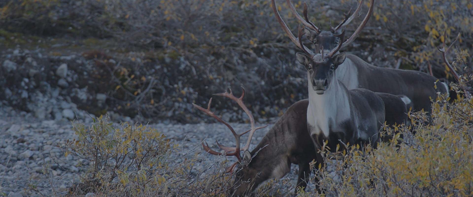 North Slope Borough Website Centralizes Government Services, Wildlife Data
