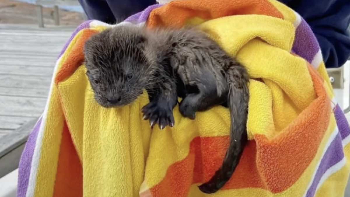 Quick Action by Family and Responders Saves Otter Tail Resident