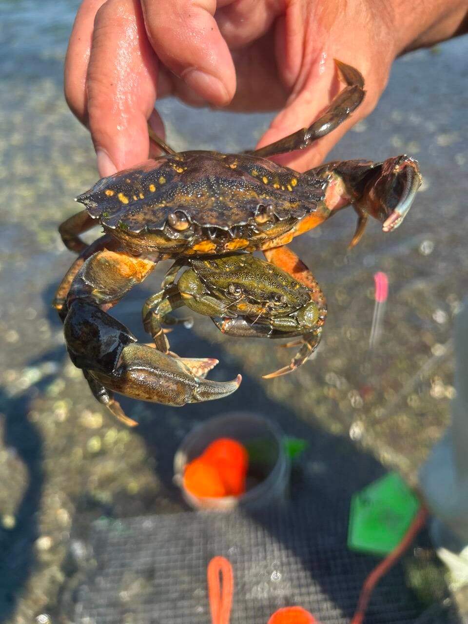European Green Crabs Found Near Northern Whidbey, Prompting Local Response