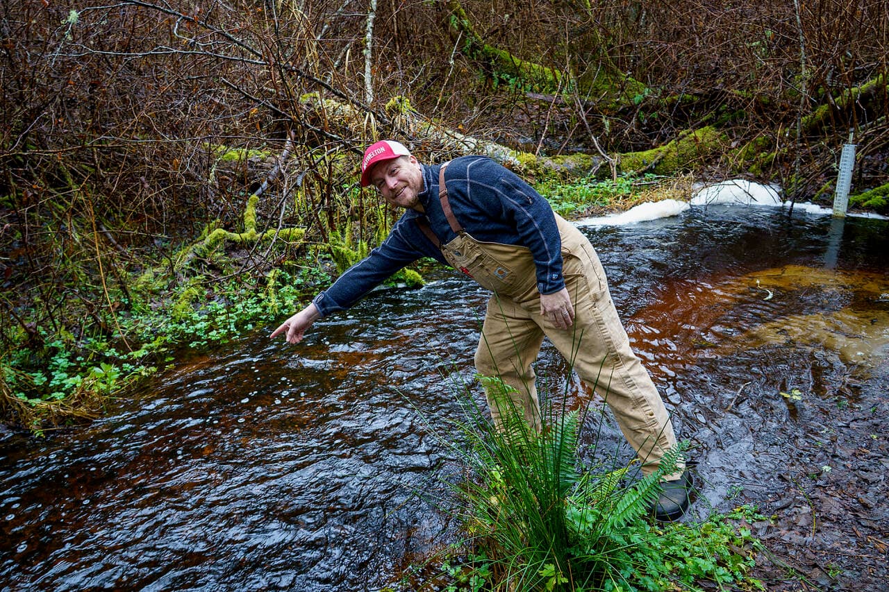 Lone Salmon Sighting in Maxwelton Creek Sparks Local Interest