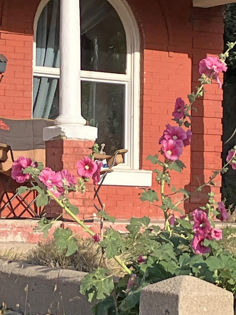 Late Autumn Hollyhocks Bring Bright Color To Trinidad Streets