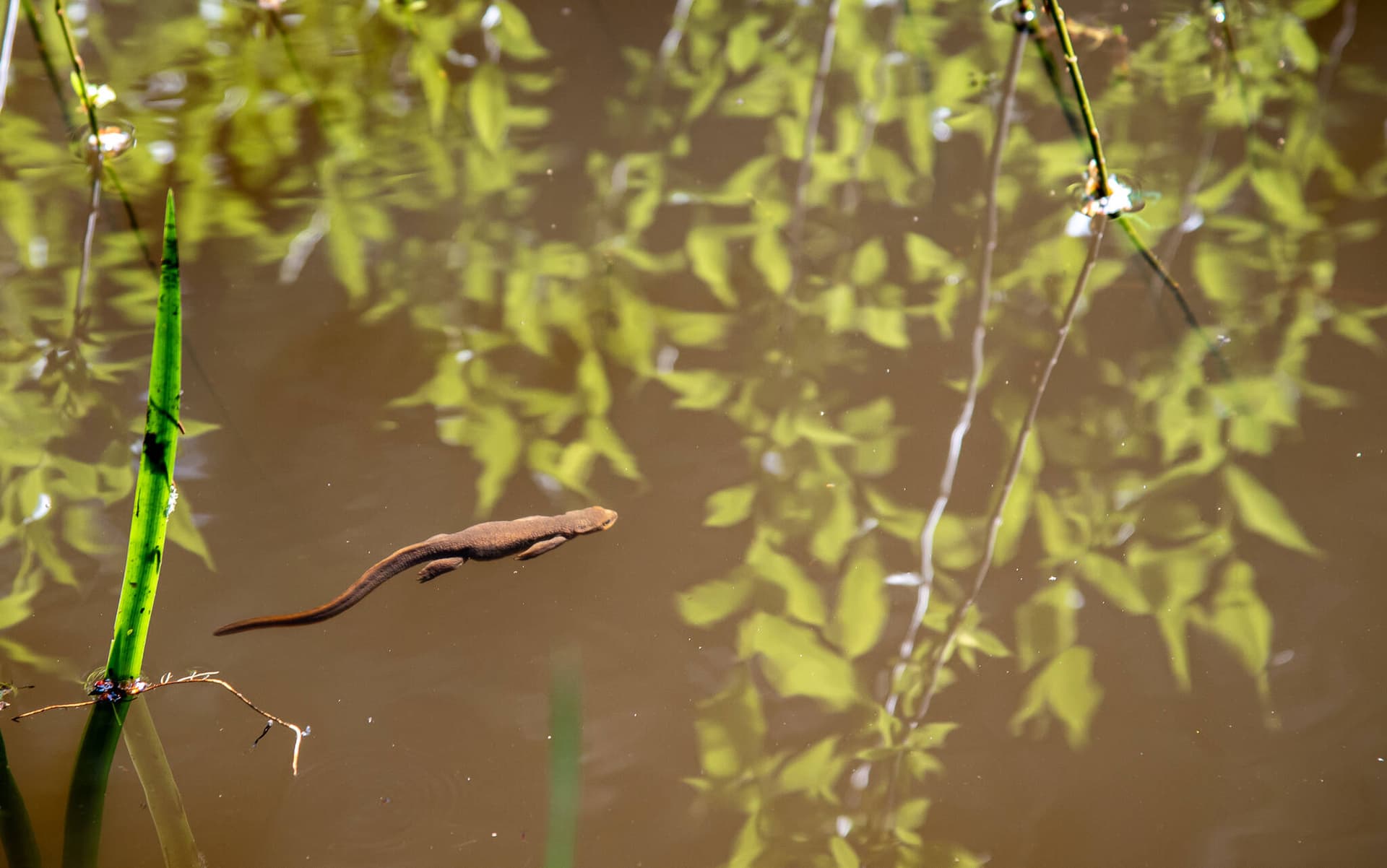 Island County urges caution as juvenile newts migrate across land
